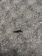 Cummins Flat Head Cap Screw 3925186